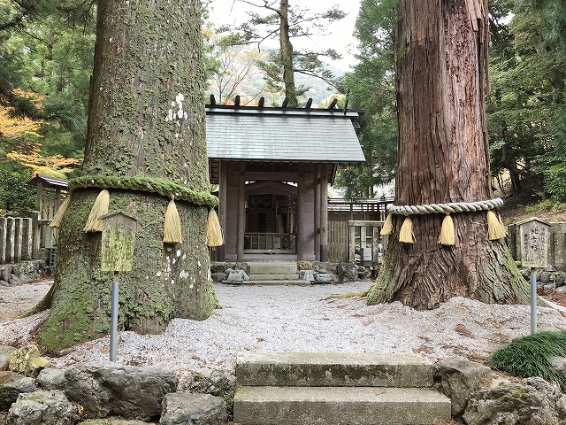 鳴谷神社　神殿と杉