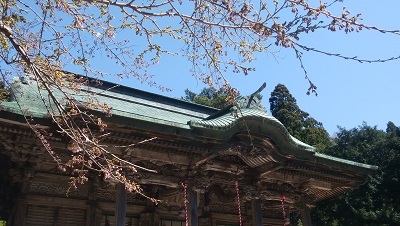 金華山黄金山神社　拝殿前の桜　明日には開花