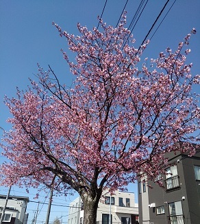 平成最後の札幌桜