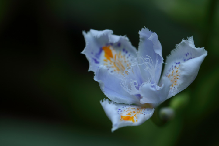 190406_Iris-japonica.jpg