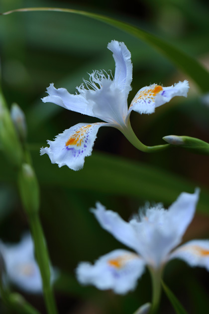 190406_Myohoji-Iris-japonica.jpg