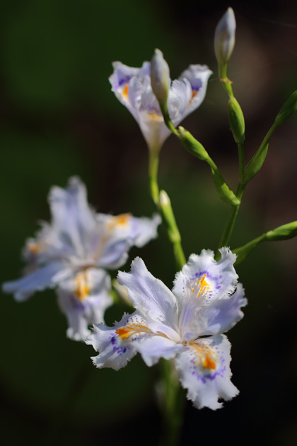 190406_Myohoji-Iris-japonica_2.jpg