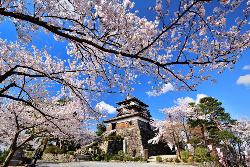 福井を代表する桜名所 丸岡城 現存する日本最古の天守閣とさくら景色 ぽてとのまったり北陸日記