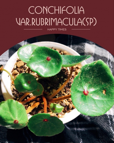conchifolia var-rubrimacula(sp)