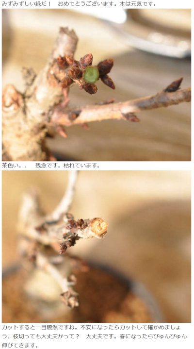FireShot Screen Capture #857 - 盆栽枯れているのか一発で判別する方法 « 盆栽ブログ - www_bonsaimyo_com_bonsainews_678_html
