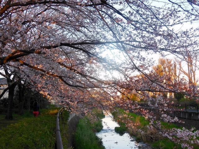 kuromeriver  cherry blossoms