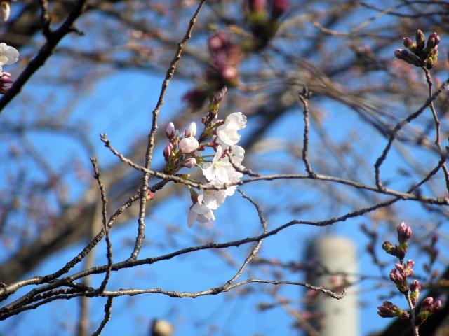 cherry blossoms b
