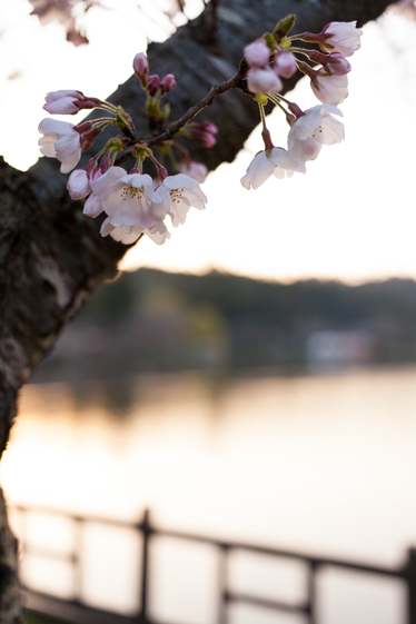 千葉県東金市八鶴湖の桜