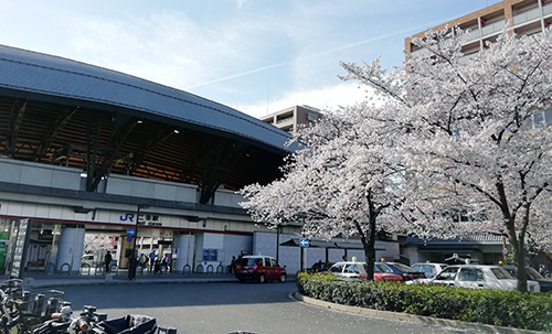 二条駅東側ロータリー桜