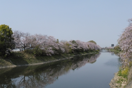 五条川の桜 2019年