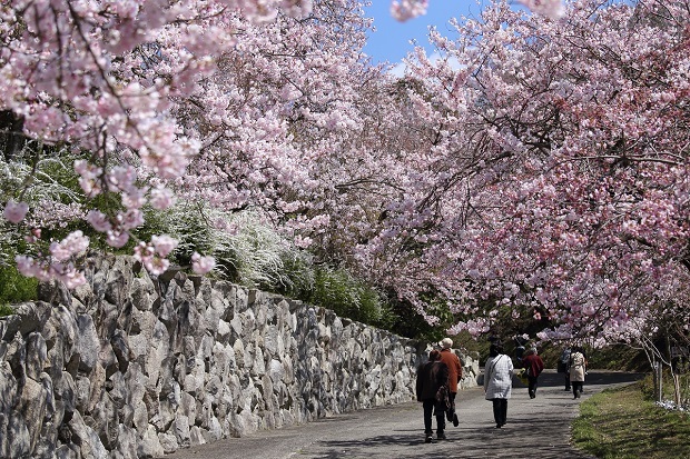 八百萬神之御殿　徳島　桜
