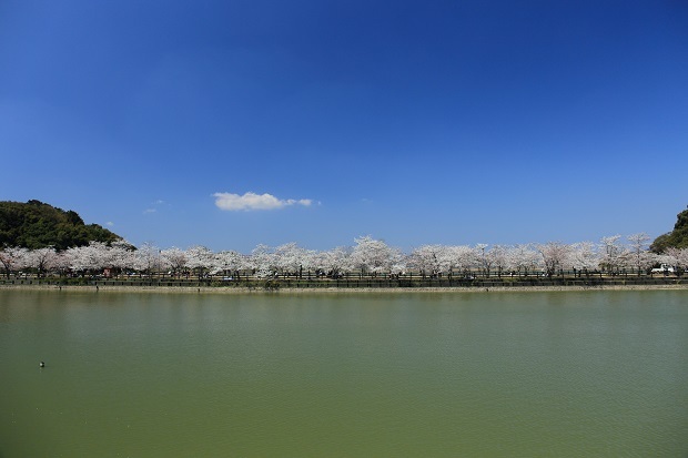 亀鶴公園　桜　2019