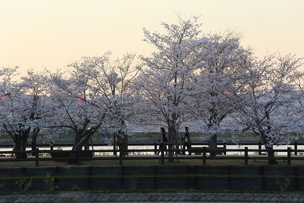 亀鶴公園　桜　ライトアップ