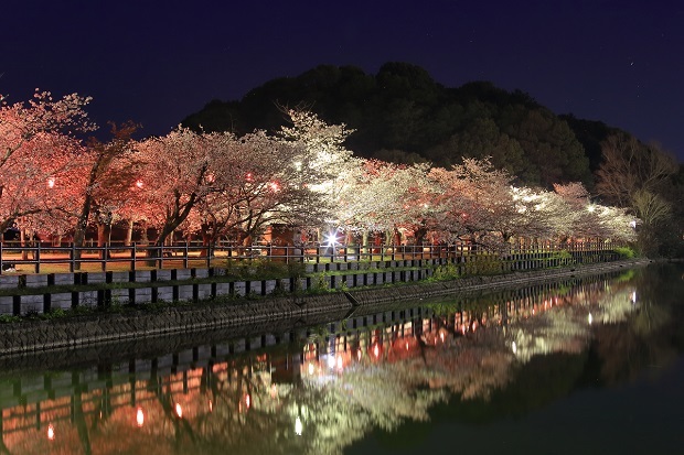 亀鶴公園　桜　ライトアップ
