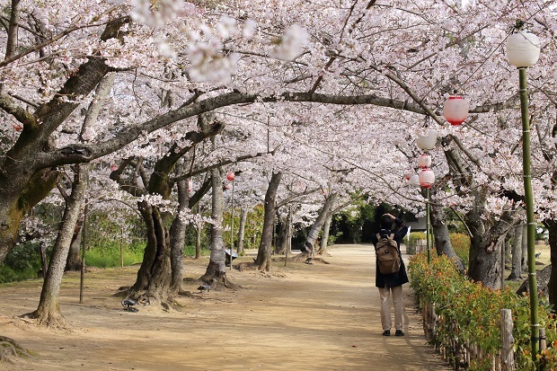 栗林公園　桜