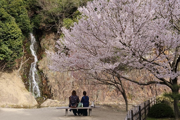 栗林公園　桜