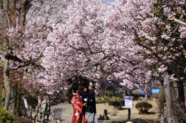 松本城　桜