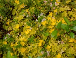 リシマキアの花