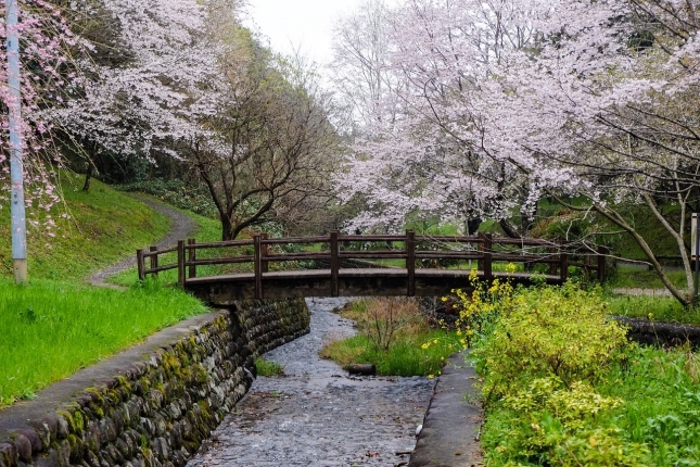 cherry-blossoms-2217347_1280.jpg