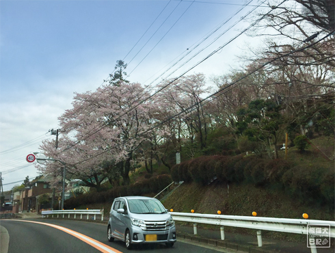 20190513_桜の木々3