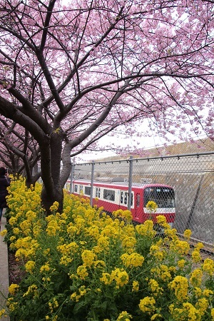 河津桜と京急電車３