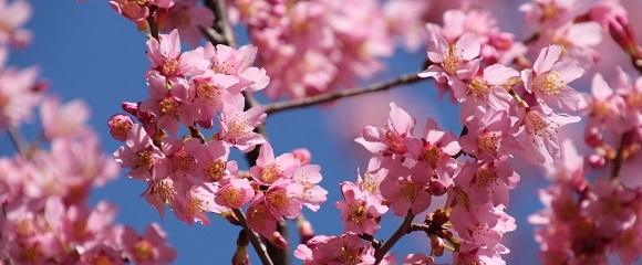 新横浜の小さな通りに咲くおかめ桜