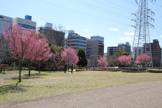 新横浜駅前公園のおかめ桜１