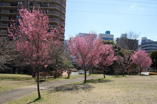 新横浜駅前公園のおかめ桜２