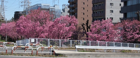 新横浜駅前公園ワールドカップ橋麓の「横浜緋桜」