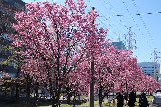 新横浜駅前公園の「横浜緋桜」１