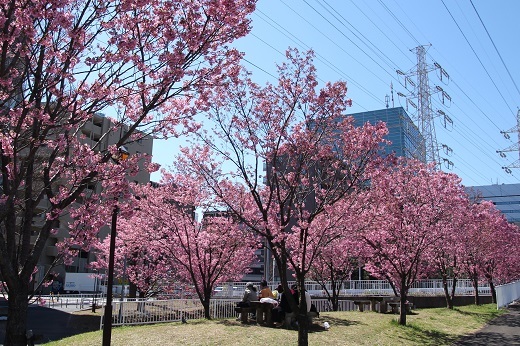 新横浜駅前公園の「横浜緋桜」２