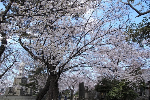 日蓮聖人像と桜２