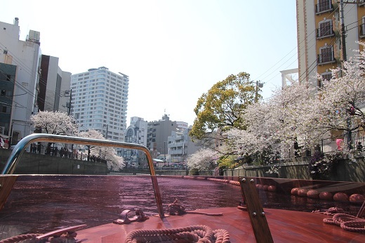 大岡川両岸の桜１