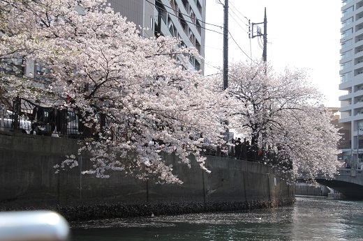 大岡川岸辺の満開の桜１