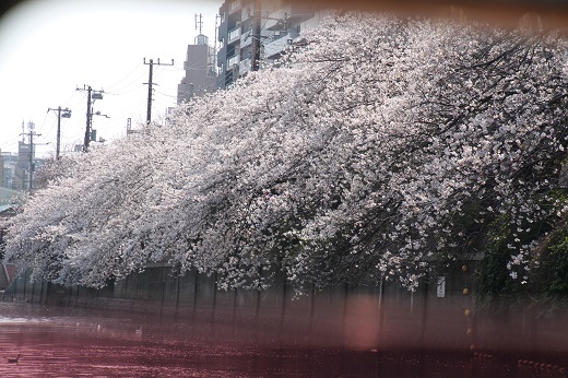 大岡川岸辺の満開の桜２