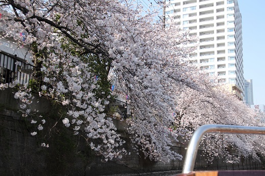 大岡川岸辺の満開の桜３