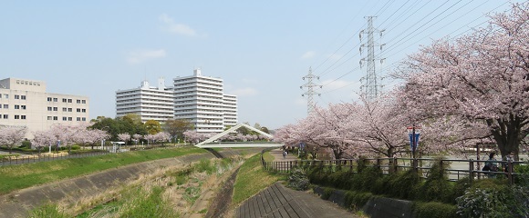 新横浜駅前公園の三角橋付近のソメイヨシノ