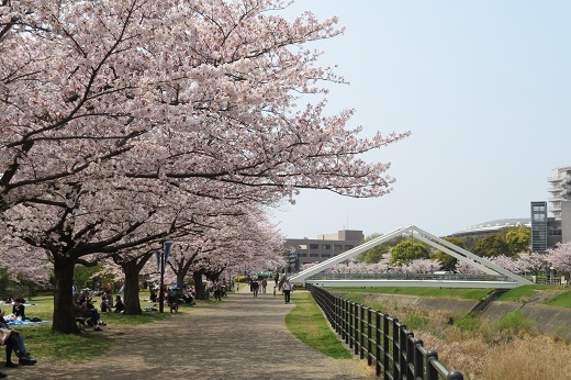 新横浜駅前公園の三角橋付近の桜1
