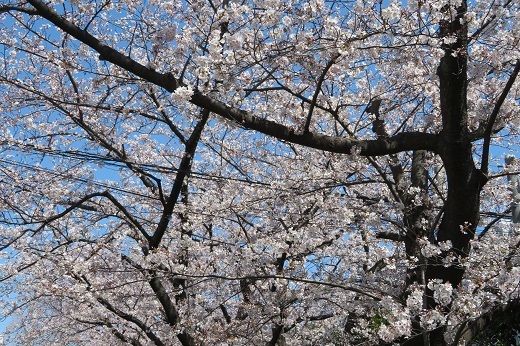 太尾緑道の桜３