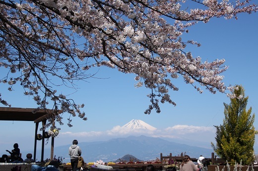 富士山とソメイヨシノ