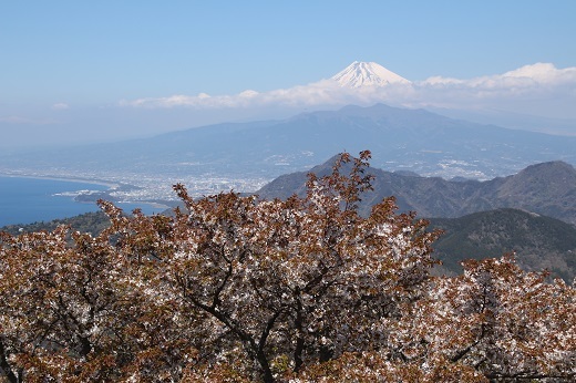 富士山とヤマザクラ