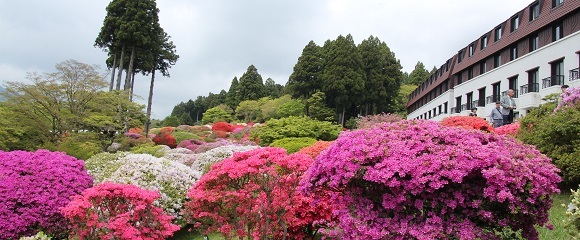 箱根「山のホテル」の庭園に咲く満開のつつじ