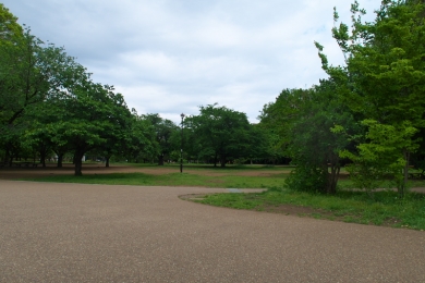 公園は緑がいっぱい