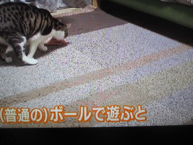 タワーオブ・トラックス】ダッドウェイの猫がボール遊びできる、3段式レーンのおもちゃ（ネコのストレス防止玩具）～NHKまちかど情報室2019年4月9日～  | NHK まちかど情報室今朝の商品