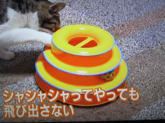 タワーオブ・トラックス】ダッドウェイの猫がボール遊びできる、3段式レーンのおもちゃ（ネコのストレス防止玩具）～NHKまちかど情報室2019年4月9日～  | NHK まちかど情報室今朝の商品