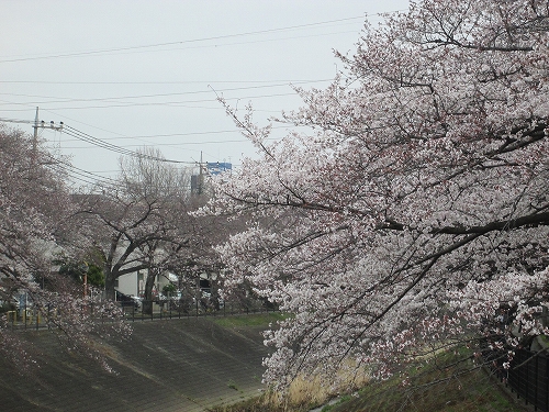3.30桜