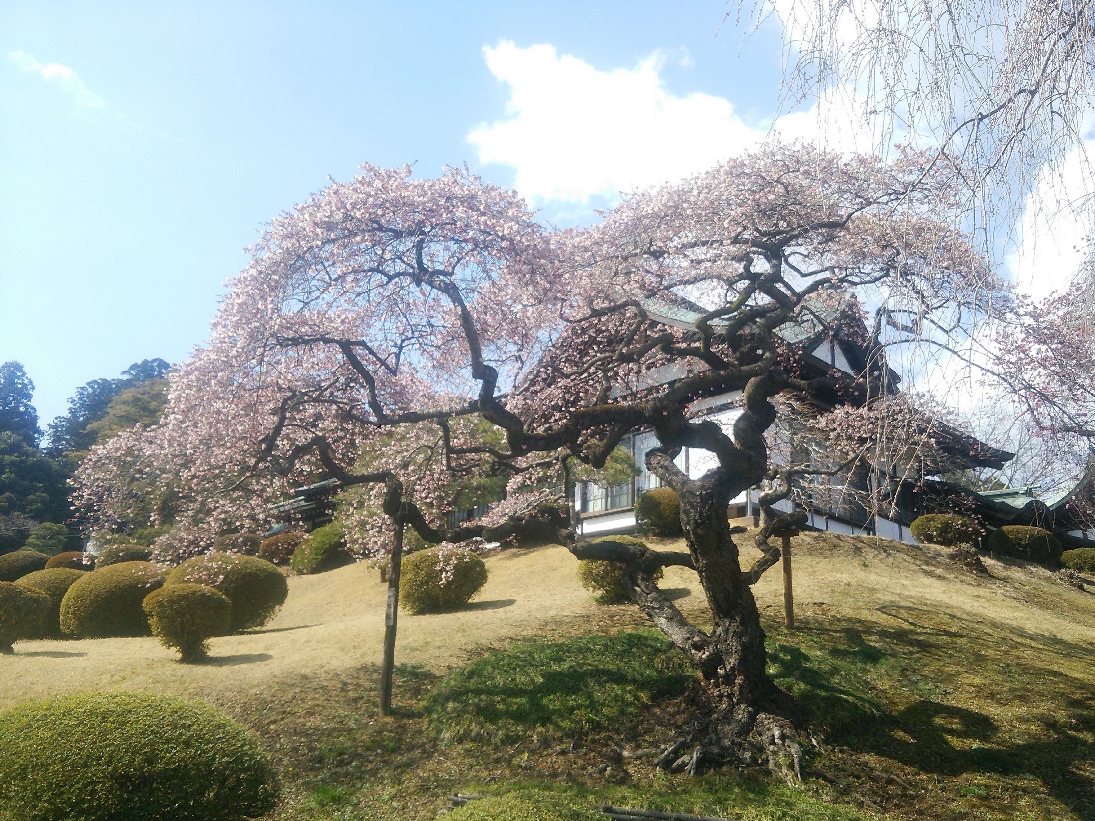 塩釜の桜