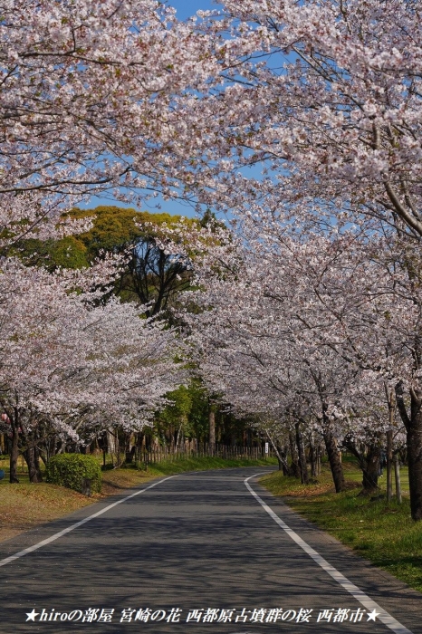 hiroの部屋　宮崎の花 西都原古墳群の桜と菜の花 西都市