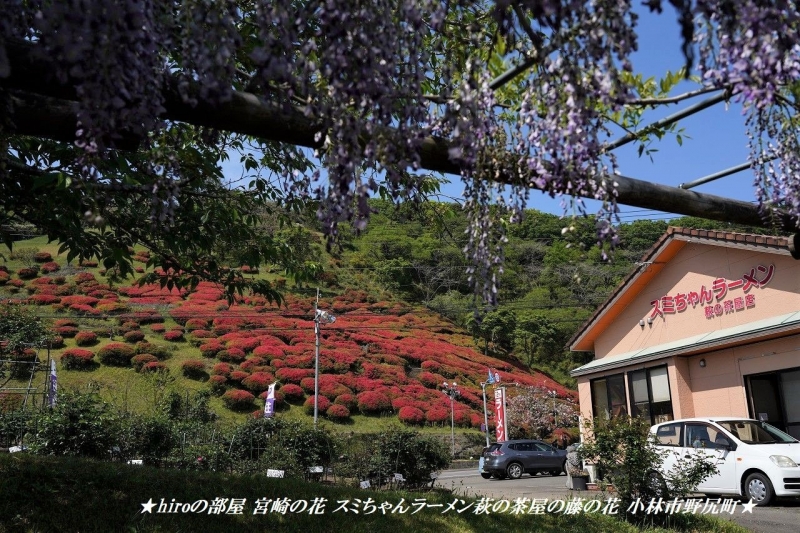hiroの部屋　宮崎の花 スミちゃんラーメン萩の茶屋の藤の花 小林市野尻町