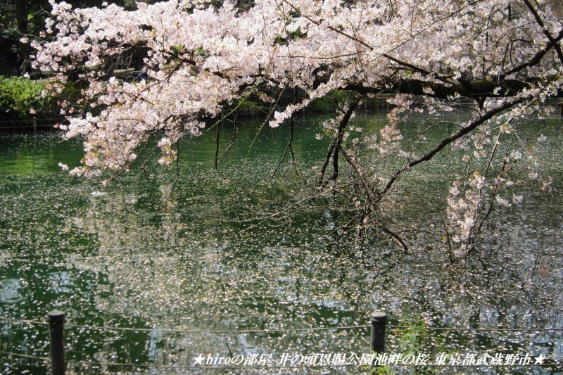 hiroの部屋　井の頭恩賜公園池畔の桜 東京都武蔵野市・三鷹市
